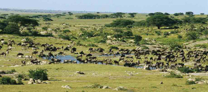 Whitebearded Wildebeest Migration (#4)