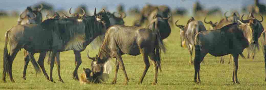 Whitebearded Wildebeest Migration (#6)