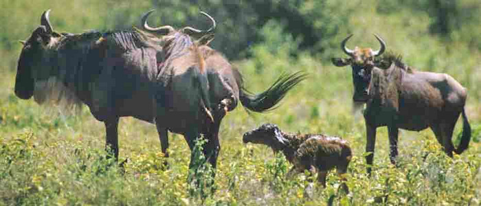 Whitebearded Wildebeest migration (#7)-Birthing: