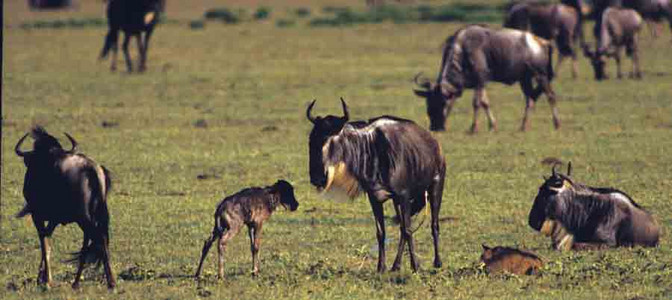 Whitebearded Wildebeest Migration (#8)-Birthing