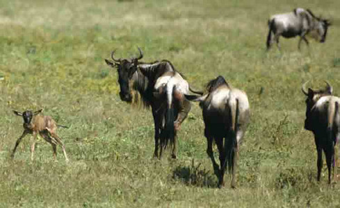 Whitebearded Wildebeast Migration-Birthing (9):