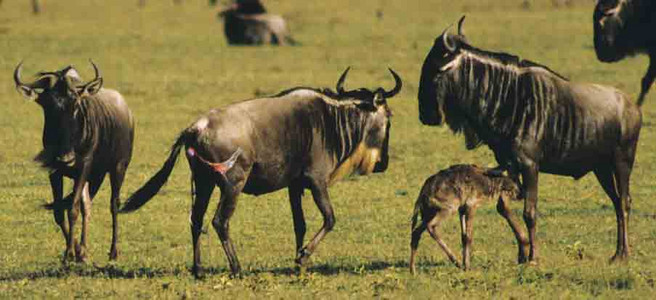 White-Bearded Wildebeest Migration-Birthing (#10)