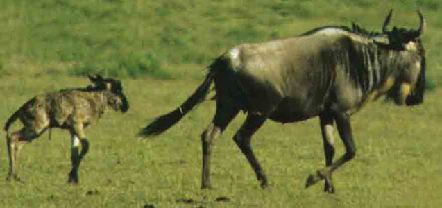 Whitebearded Wildebeast Migration (#11):-Birthing