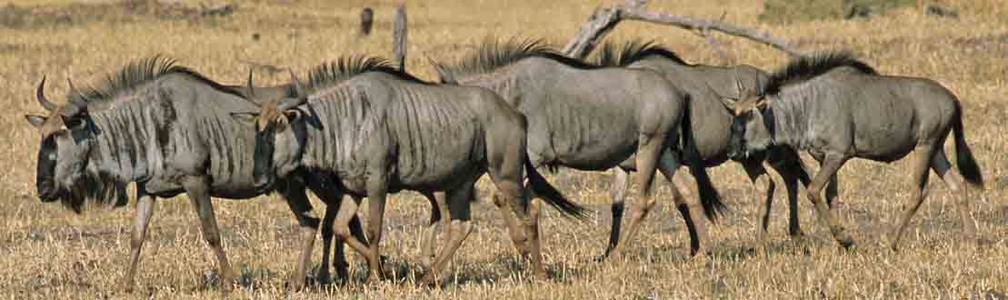 Blue Wildebeest