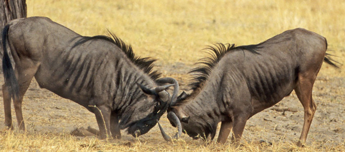 Blue Wildebeests