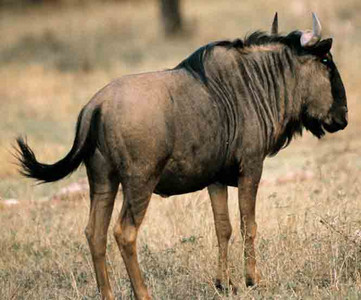 Blue Wildebeest