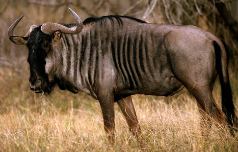 Blue Wildebeest