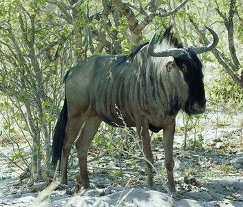 Blue Wildebeest