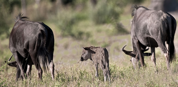 Blue Wildebeest Birthing