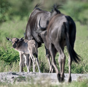 Newborn Blue Wildebeest