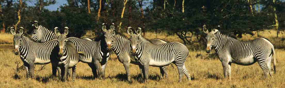 Grevy's Zebra