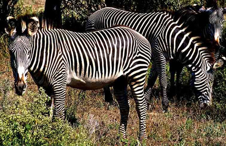 Grevy's Zebra