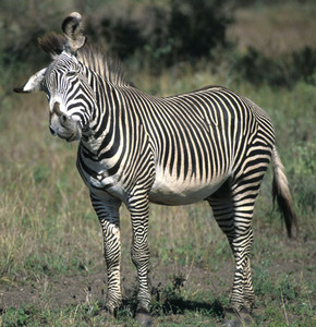 Grevy's Zebra