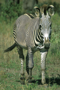 Grevy's Zebra