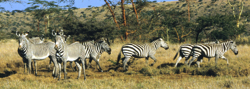 Grevy and Burchell's Zebra