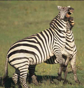 Burchell's Zebra