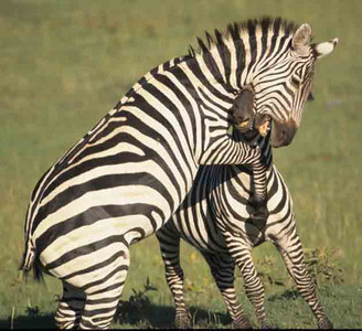 Burchell's Zebra