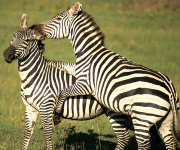 Burchell's Zebra