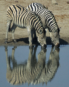 Burchell's Zebra