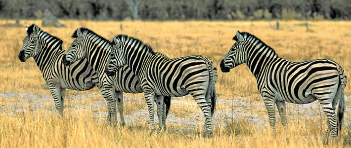 Burchell's Zebra