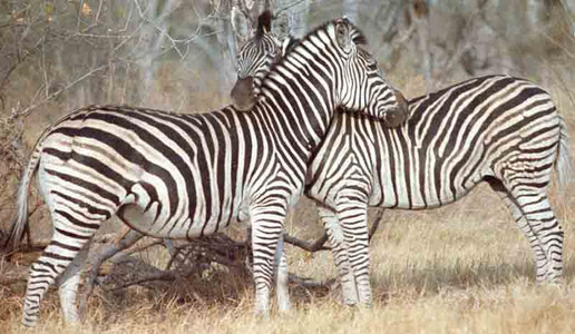 Burchell's Zebra