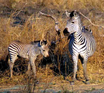 Burchell's Zebra