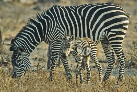Burchell's Zebra