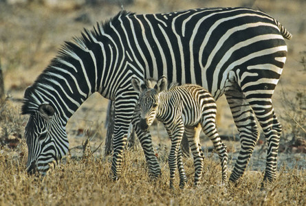 Burchell's Zebra