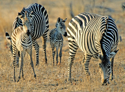 Burchell's Zebra