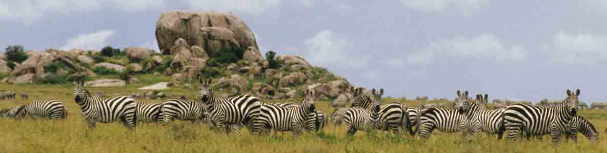 Burchell's Zebra