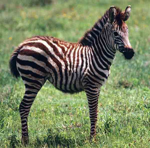 Burchell's Zebra