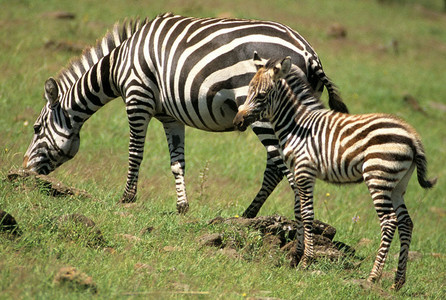 Burchell's Zebra