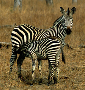 Burchell's Zebra