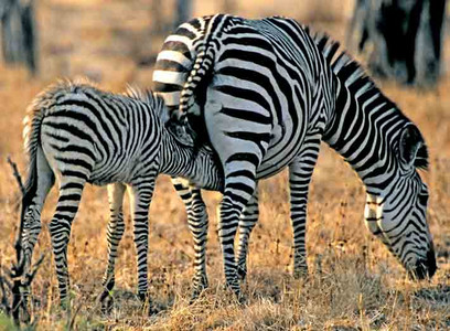 Burchell's Zebra