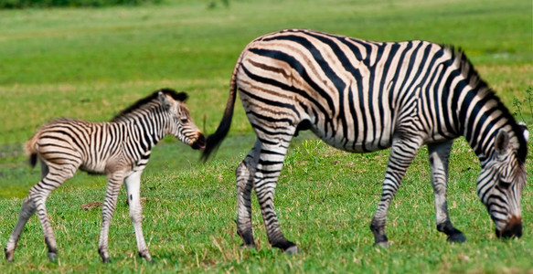 Zebra Colt