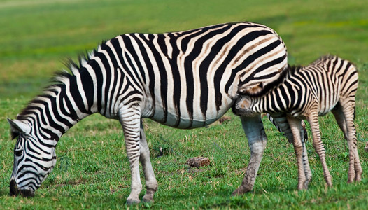 Zebra Colt Nursing