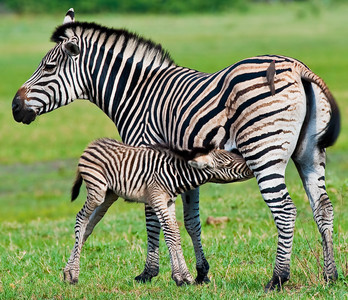 Zebra Colt Nursing