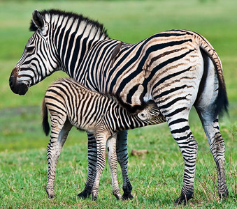 Zebra Colt Nursing