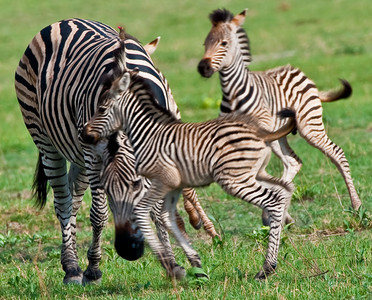 Zebra Colts Playing