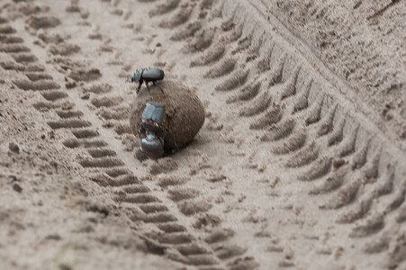 Dung Beetles