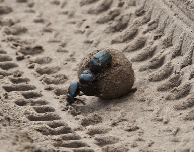 Dung Beetles