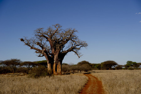 Baobab Tree 1