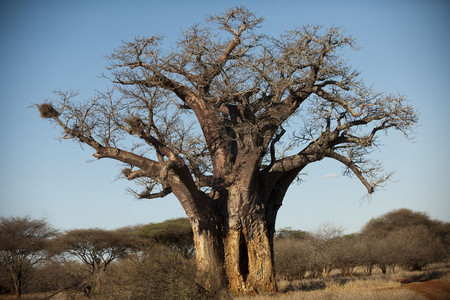 Baobab Tree 2