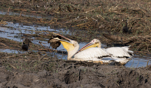 Pelicans with Hamerkopf 1