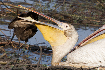 Pelicans with Hammerkopf 2