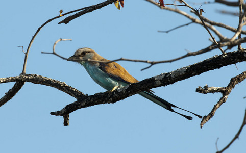 Rackettailed Roller