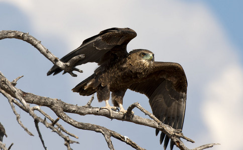 11Eagle-TawnyEagle-SpreadWings.jpg