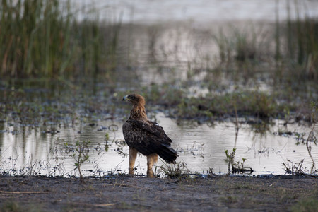 11Eagle-TawnyEagleAtWaterEdge-2.jpg