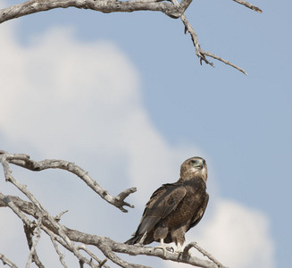 11Eagle-TawnyEagle__tree.jpg