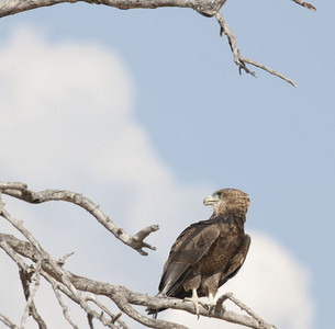 11Eagle-Tawny_Eagle-_immature.jpg